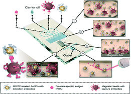 Graphical abstract: Wash-free magnetic immunoassay of the PSA cancer marker using SERS and droplet microfluidics