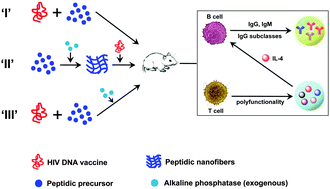 Graphical abstract: In situ formation of peptidic nanofibers can fundamentally optimize the quality of immune responses against HIV vaccine