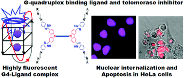 Graphical abstract: New dimeric carbazole–benzimidazole mixed ligands for the stabilization of human telomeric G-quadruplex DNA and as telomerase inhibitors. A remarkable influence of the spacer
