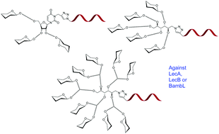 Graphical abstract: Importance of topology for glycocluster binding to Pseudomonas aeruginosa and Burkholderia ambifaria bacterial lectins