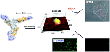 Graphical abstract: Structurally plastic peptide capsules for synthetic antimicrobial viruses