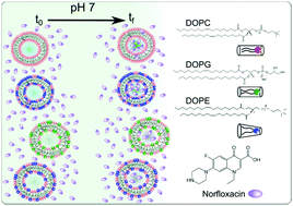 Graphical abstract: Dependence of norfloxacin diffusion across bilayers on lipid composition