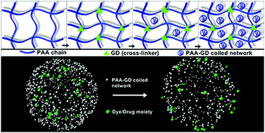 Graphical abstract: Supramolecular polyelectrolyte complex (SPEC): pH dependent phase transition and exploitation of its carrier properties