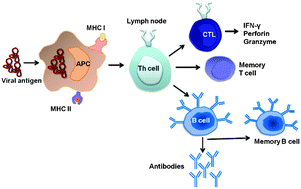 Graphical abstract: The potential of nanoparticles for the immunization against viral infections