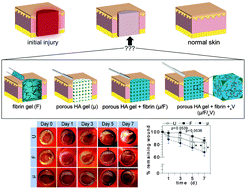 Graphical abstract: Systematic evaluation of natural scaffolds in cutaneous wound healing