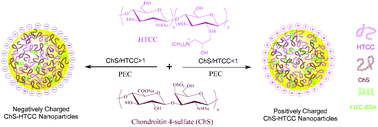 Graphical abstract: Novel protein-loaded chondroitin sulfate-N-[(2-hydroxy-3-trimethylammonium)propyl]chitosan nanoparticles with reverse zeta potential: preparation, characterization, and ex vivo assessment