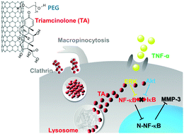 Graphical abstract: Triamcinolone–carbon nanotube conjugation inhibits inflammation of human arthritis synovial fibroblasts