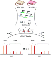 Graphical abstract: High-throughput endogenous measurement of S-nitrosylation in Alzheimer's disease using oxidized cysteine-selective cPILOT