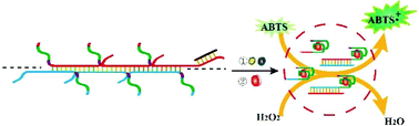 Graphical abstract: Collapse of chain anadiplosis-structured DNA nanowires for highly sensitive colorimetric assay of nucleic acids