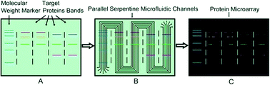 Graphical abstract: Recent advances in microscale western blotting