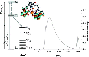 Graphical abstract: Intramolecular sensitization of americium luminescence in solution: shining light on short-lived forbidden 5f transitions