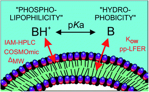 Graphical abstract: Predicting the phospholipophilicity of monoprotic positively charged amines