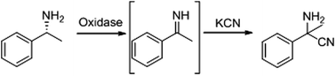 Graphical abstract: New enzymatic methods for the synthesis of primary α-aminonitriles and unnatural α-amino acids by oxidative cyanation of primary amines with d-amino acid oxidase from porcine kidney