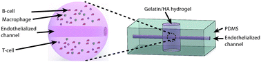 Graphical abstract: 3D microvascular model recapitulates the diffuse large B-cell lymphoma tumor microenvironment in vitro