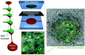Graphical abstract: WAT-on-a-chip: a physiologically relevant microfluidic system incorporating white adipose tissue