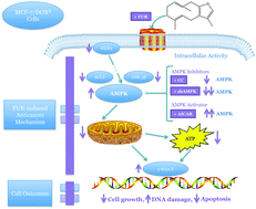 Graphical abstract: Furanodiene alters mitochondrial function in doxorubicin-resistant MCF-7 human breast cancer cells in an AMPK-dependent manner