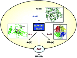 Graphical abstract: The organoarsenical biocycle and the primordial antibiotic methylarsenite