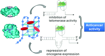 Graphical abstract: G-quadruplex DNA targeted metal complexes acting as potential anticancer drugs