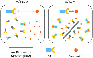 Graphical abstract: Low-dimensional materials facilitate the conjugation between fluorogenic boronic acids and saccharides