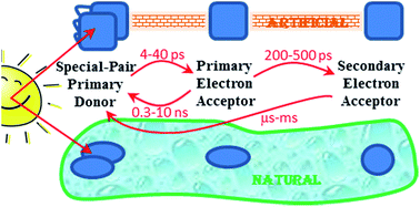 Graphical abstract: Synthetically tuneable biomimetic artificial photosynthetic reaction centres that closely resemble the natural system in purple bacteria