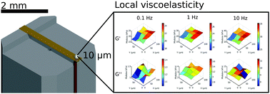 Graphical abstract: Local dynamic mechanical analysis for heterogeneous soft matter using ferrule-top indentation