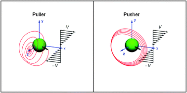 Graphical abstract: Dynamics of a microorganism in a sheared viscoelastic liquid