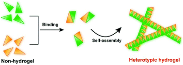 Graphical abstract: Heterotypic supramolecular hydrogels