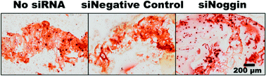 Graphical abstract: Photocrosslinkable, biodegradable hydrogels with controlled cell adhesivity for prolonged siRNA delivery to hMSCs to enhance their osteogenic differentiation