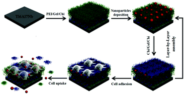 Graphical abstract: Regulation of local bone remodeling mediated by hybrid multilayer coating embedded with hyaluronan-alendronate/BMP-2 nanoparticles on Ti6Al7Nb implants