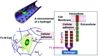 Graphical abstract: Three dimensional conjugation of recombinant N-cadherin to a hydrogel for in vitro anisotropic neural growth