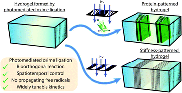 Graphical abstract: Photomediated oxime ligation as a bioorthogonal tool for spatiotemporally-controlled hydrogel formation and modification