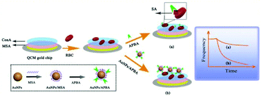 Graphical abstract: Erythrocytes-based quartz crystal microbalance cytosensor for in situ detection of cell surface sialic acid