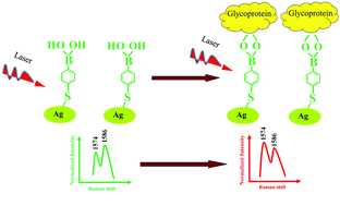 Graphical abstract: An antibody-free assay for simultaneous capture and detection of glycoproteins by surface enhanced Raman spectroscopy