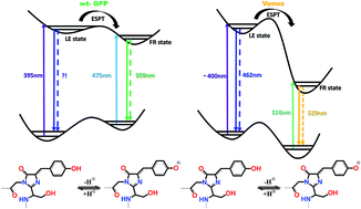 Graphical abstract: Probing the excited state dynamics of Venus: origin of dual-emission in fluorescent proteins