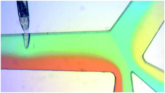 Graphical abstract: A programmable platform for sub-second multichemical dynamic stimulation and neuronal functional imaging in C. elegans
