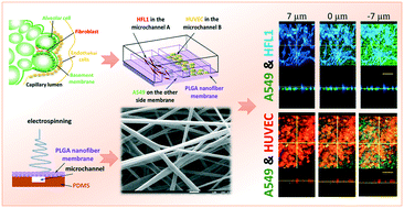 Graphical abstract: Nanofiber membrane supported lung-on-a-chip microdevice for anti-cancer drug testing