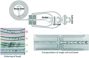 Graphical abstract: Inertial-ordering-assisted droplet microfluidics for high-throughput single-cell RNA-sequencing