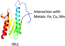 Graphical abstract: Mechanisms of iron and copper–frataxin interactions