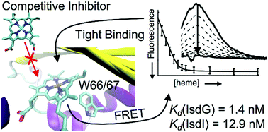 Graphical abstract: Tight binding of heme to Staphylococcus aureus IsdG and IsdI precludes design of a competitive inhibitor