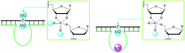 Graphical abstract: Multi-metal-dependent nucleic acid enzymes