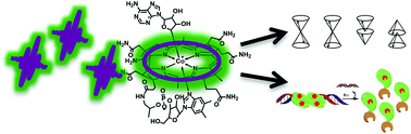 Graphical abstract: The photochemistry and photobiology of vitamin B12