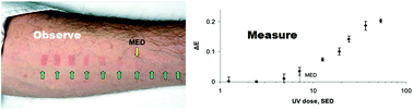 Graphical abstract: Ultraviolet erythema: dose response and mediator diffusion