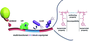 Graphical abstract: Antibacterial and biocompatible ABA-triblock copolymers containing perfluoropolyether and plant-based cardanol for versatile coating applications