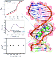 Graphical abstract: Comprehensive exploration of the anticancer activities of procaine and its binding with calf thymus DNA: a multi spectroscopic and molecular modelling study