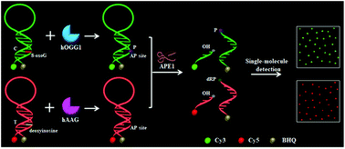 Graphical abstract: Simultaneous sensitive detection of multiple DNA glycosylases from lung cancer cells at the single-molecule level