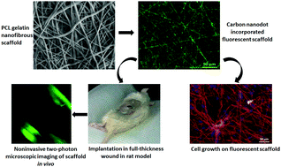 Graphical abstract: Carbon nanodot impregnated fluorescent nanofibers for in vivo monitoring and accelerating full-thickness wound healing