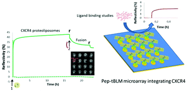 Graphical abstract: A new functional membrane protein microarray based on tethered phospholipid bilayers