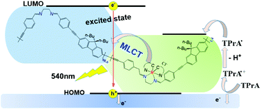 Graphical abstract: The amplified electrochemiluminescence response signal promoted by the Ir(iii)-containing polymer complex