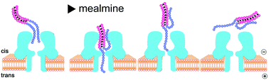 Graphical abstract: Rapid and selective DNA-based detection of melamine using α-hemolysin nanopores