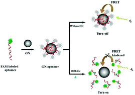 Graphical abstract: Graphite nanoparticle as nanoquencher for 17β-estradiol detection using shortened aptamer sequence